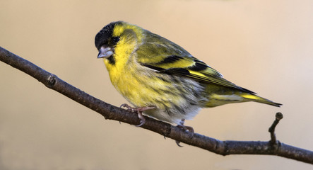 Siskin