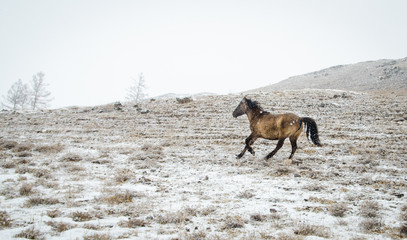 Running horse in the mountains in winter