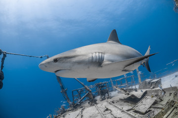 carcharhinus amblyrhynchos grey reef shark