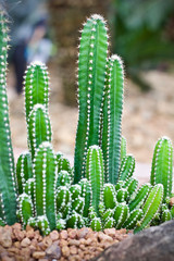 Cactus leaf plant green nature 