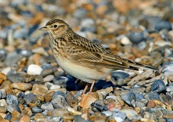 Skylark