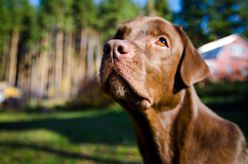 Expressive look of a dog, a labrador