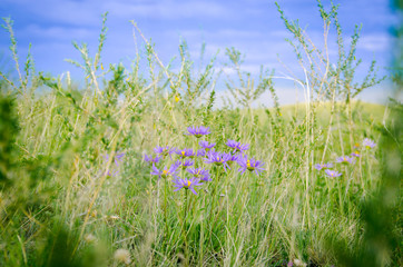 Purple flowers in the steppe
