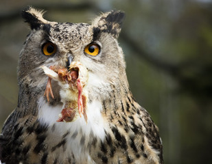 Owl with Prey