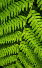 Close up of Fresh green fern leaf texture background.