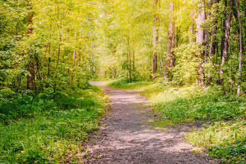 Obraz premium Road in a sunny summer forest