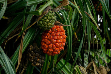 Ripe and unripe fruit of Screw pine or Pandanus odorifer on the tree.