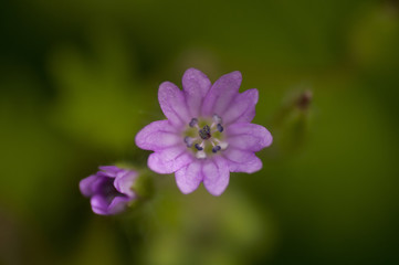 Fototapeta premium Lilaz