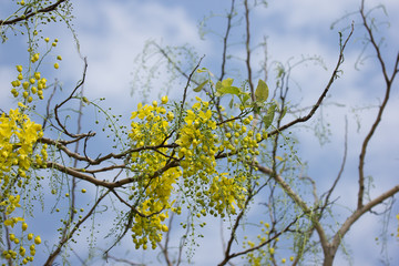 Fototapeta premium Small Yellow Flower or Cassia fistula flower
