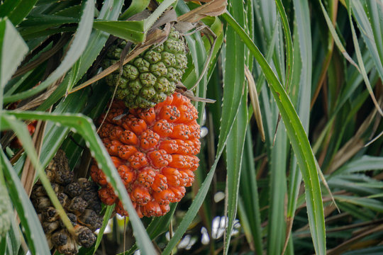 Ripe and unripe fruit of Screw pine or Pandanus odorifer on the tree.