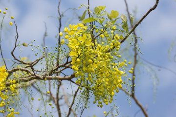 Small Yellow Flower or Cassia fistula flower