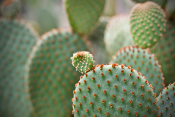 Cactus leaf plant green nature 