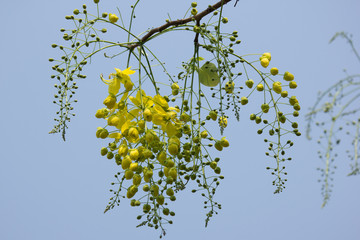Small Yellow Flower or Cassia fistula flower