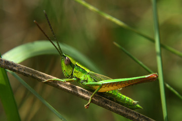 criquet vert métallique 
