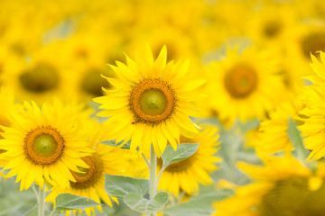 Obraz premium Closeup Beautiful of a Sunflower or Helianthus in Sunflower Field, Bright yellow sunflower Lopburi, Thailand