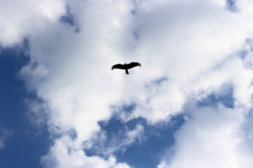 A bird in the sky