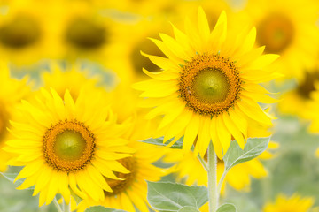 Fototapeta premium Closeup Beautiful of a Sunflower or Helianthus in Sunflower Field, Bright yellow sunflower Lopburi, Thailand