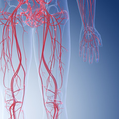 3d rendered medically accurate illustration of the human leg blood vessels