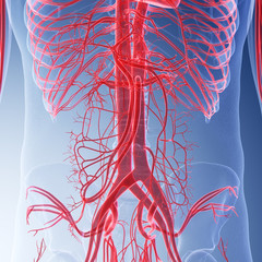 3d rendered medically accurate illustration of the human abdominal blood vessels