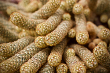 Cactus leaf plant green nature 