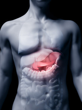 3d rendered medically accurate illustration of the human pancreas