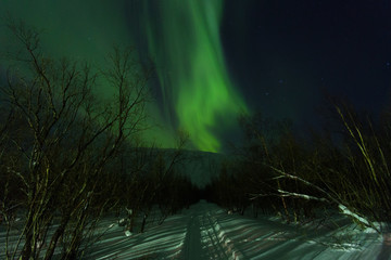 Aurora Over the winter forest, Yamal