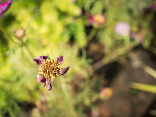 Pink Cosmos Wither Naturally