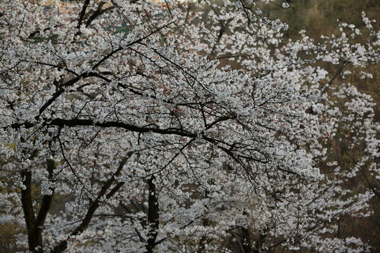 大法師公園の桜