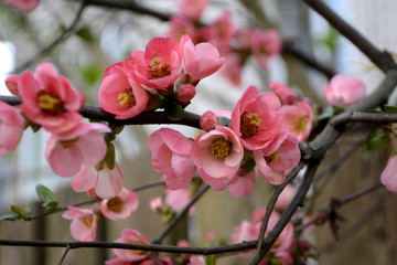 Obraz premium pink spring flowers