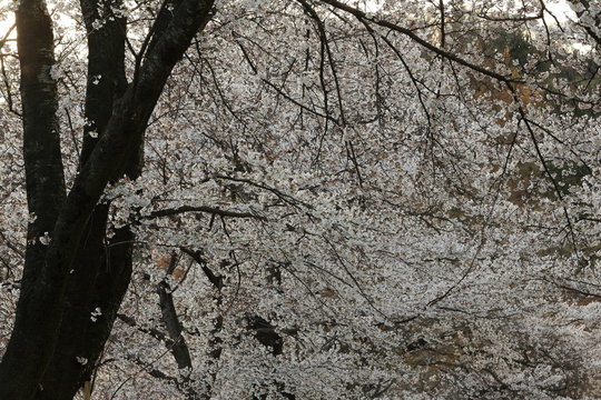 大法師公園の桜