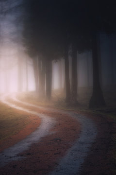 Fototapeta path in the foggy dark forest