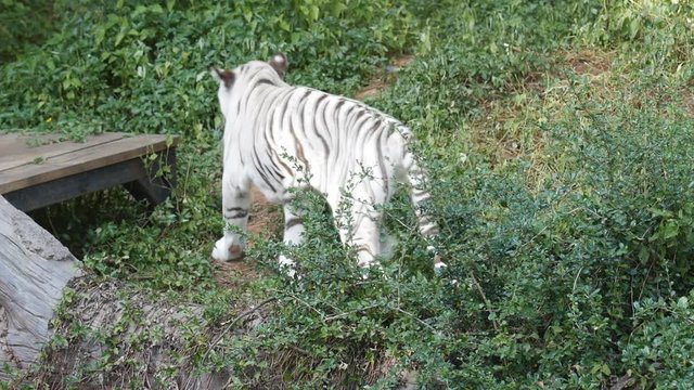 slow motion of a white bengal tiger prowling along inside the jungle