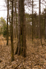 an old pitch tree in the woods