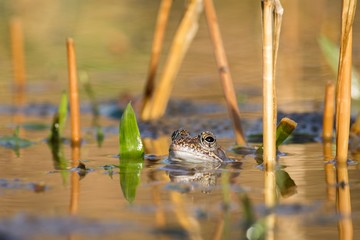 Close up Brown frog (Rana temporaria)