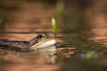 Close up Brown frog (Rana temporaria)
