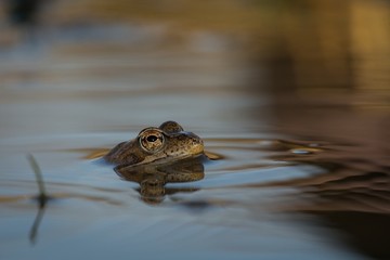 Close up Brown frog (Rana temporaria)