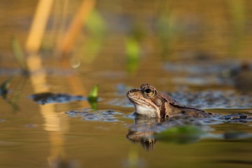 Close up Brown frog (Rana temporaria)