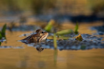 Close up Brown frog (Rana temporaria)