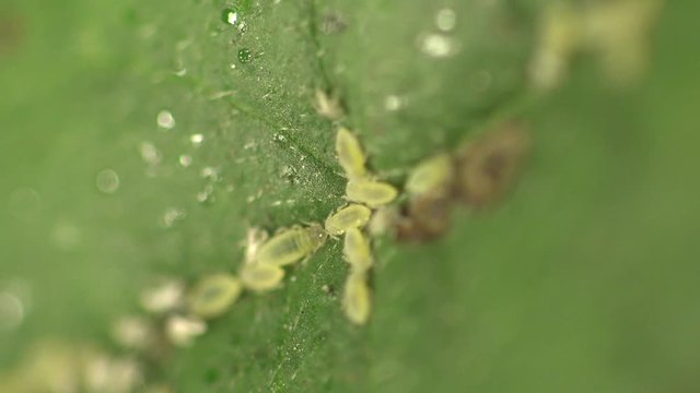 Animals insects aphid macro on green leaves of trees, field, fores, meadow. Ant extracting honeydew from an aphid. Phylum: Arthropoda Class: Insecta Order: Hemiptera Suborder: Sternorrhyncha