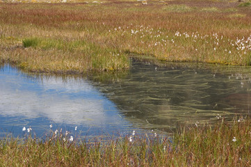Tümpel mit Wollgras
