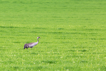 Fototapeta premium Crane on meadow