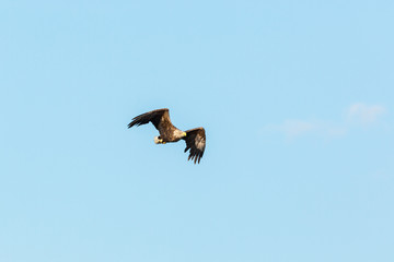 White Tailed eagle flying in the blue sky