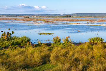 Grass tufts at the water's edge on the lake