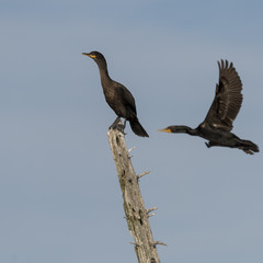 Double-Crested Cormorant (Phalacrocorax auritus) on tree, Kenora, Lake of The Woods, Ontario, Canada