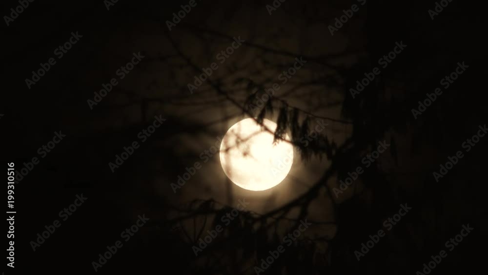 Poster warm full moon shining bright at night through tree branches blowing gently in the wind.