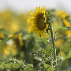 Close-up of sunflower, Manitoba, Canada