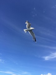 Seagul in the Sky in Russia