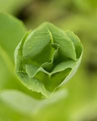 Close-up of a leaf, Kenora, Lake of the Woods, Ontario, Canada
