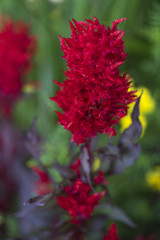 Close-up of a red flower, Kenora, Lake of the Woods, Ontario, Canada