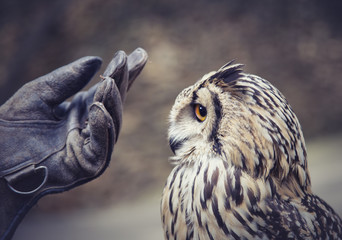 Owl and human